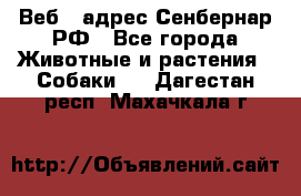 Веб – адрес Сенбернар.РФ - Все города Животные и растения » Собаки   . Дагестан респ.,Махачкала г.